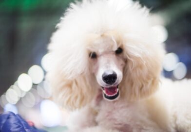 Solana eyes key level as Poodlana presale hits $1.4 million